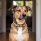 Dog wearing a decorative, festive and stylish collar 