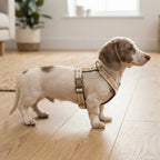 Honey Drip™ H-Type Dog Harness