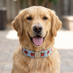 Summer Slice™ Neck Collar