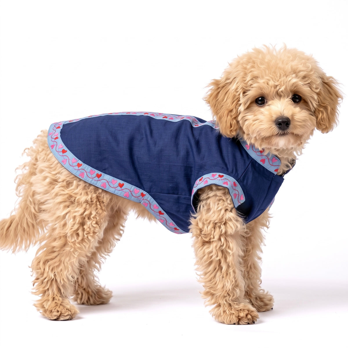 A small fluffy beige dog wearing a navy blue pet coat with light blue and pink patterned trim, photographed against a plain white studio background.