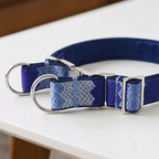 Blue dog collar with silver hardware on a white surface.