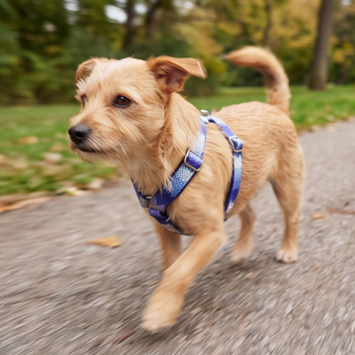 Blue Frost™ Step-In Harness