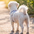 SummerSlice™ H-Type Dog Harness