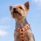 SummerSlice™ Step-In Harness