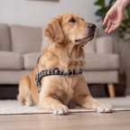 Tribal Rhythm™ Norwegian Dog Harness
