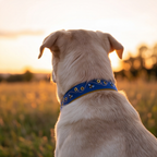 Honey Drip™ Neck Collar