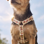 A close-up of a dog wearing a cream-colored harness decorated with a red and blue floral vine pattern and gold-tone hardware, set against a bright, sunlit sky background.