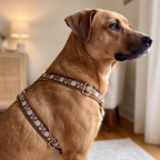 Starlit Noel™ Step-In Harness