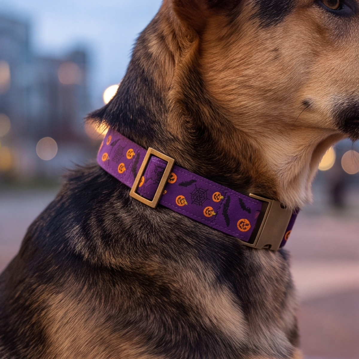 A close-up side view of a dog wearing a purple patterned collar with orange jack-o'-lanterns and black bats, set against a softly blurred outdoor background at dusk.