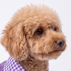 A small curly-haired dog in profile wearing a purple and white gingham collar with a textured purple sweater, photographed against a plain light background.