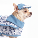 A small tan dog wearing a blue and white tweed pet jacket with a matching blue cap, photographed against a clean white background.