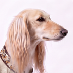 A close-up portrait of a long-haired dog in profile against a plain light background, wearing a decorative embroidered collar or garment.