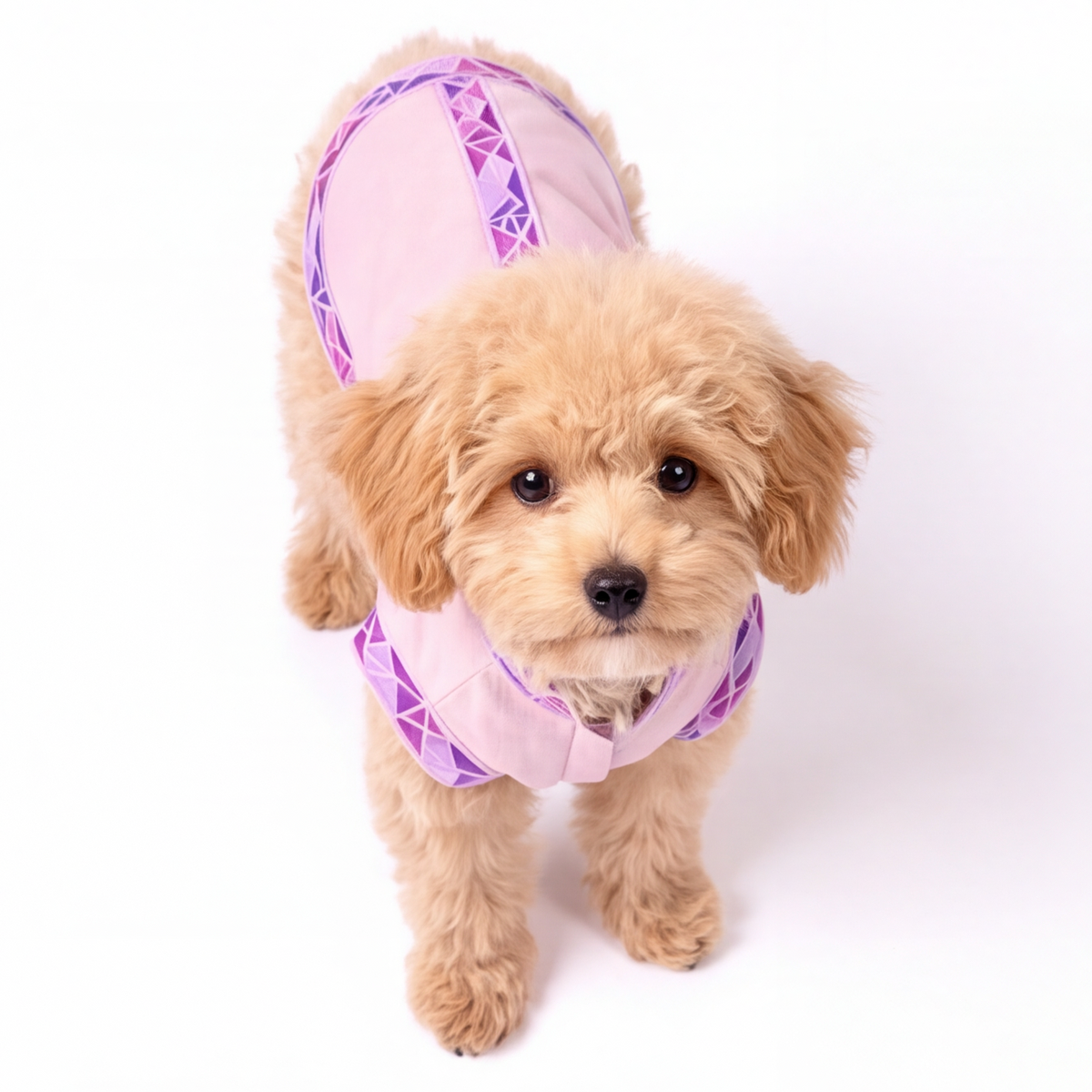 A small fluffy light brown dog wearing a pink and purple patterned dog vest, standing against a solid white background.
