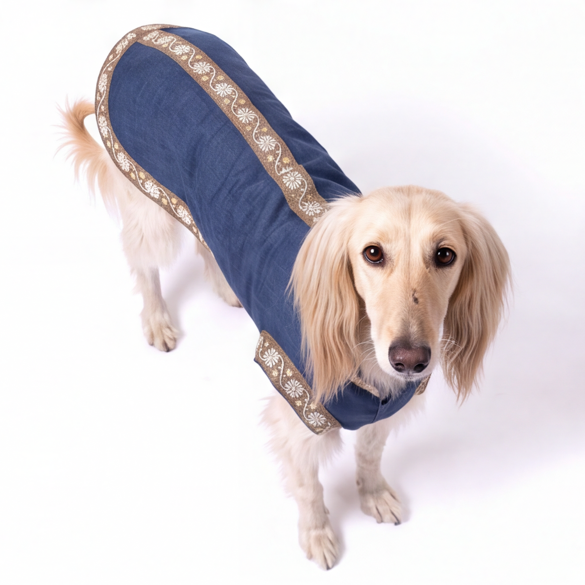 A light-colored long-haired dog wearing a navy blue dog coat with ornate gold and beige patterned trim, photographed against a solid white background.