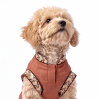 A small fluffy beige dog wearing a rust-colored pet vest with floral-patterned trim, photographed against a plain white background.