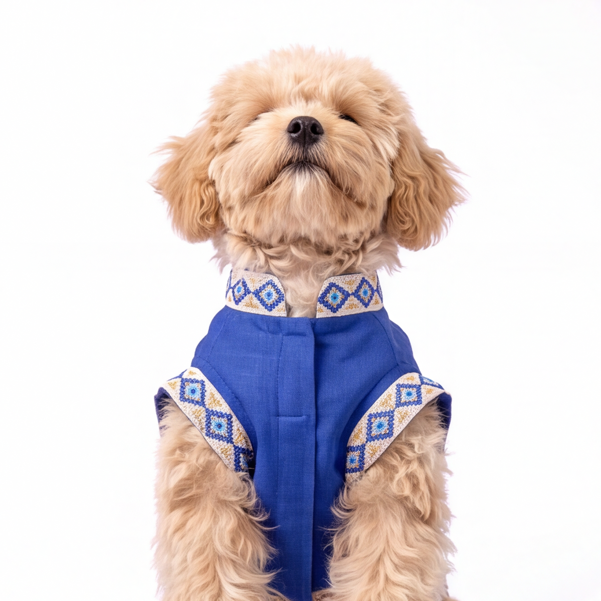 A small fluffy tan dog wearing a blue pet vest with cream and blue geometric patterned trim, photographed against a plain white background.