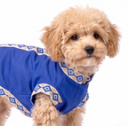 A small fluffy tan dog wearing a blue pet sweater with beige and blue geometric patterned trim, photographed against a plain white background.