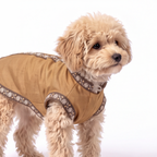 A small fluffy beige dog wearing a tan pet sweater with brown and white patterned trim, photographed against a plain white studio background.