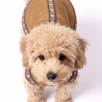 A small fluffy cream-colored dog wearing a tan and brown harness-style pet garment with decorative trim, photographed against a clean white studio background.