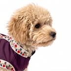 A small fluffy tan dog shown in profile wearing a purple pet dress with embroidered strawberry trim, photographed on a clean white background.